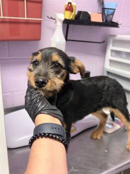61227154 -  Terrier and Mixed Breed Dog for Adoption in El Paso, Texas - 61227154 | PetCurious