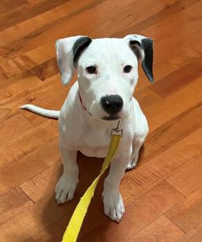 Buckley (in a FOSTER home) -  Labrador Retriever Dog for Adoption in Springfield, Illinois - Buckley (in A FOSTER Home) | PetCurious