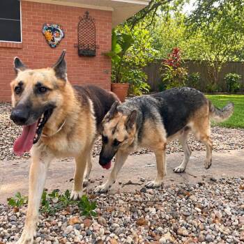 LADY & CODY GS -  German Shepherd Dog Dog for Adoption in Lucas, Texas - LADY & CODY GS | PetCurious