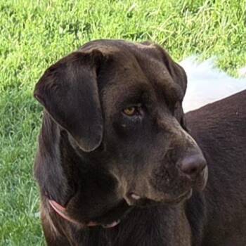 Lexi -  Labrador Retriever Dog for Adoption in Concord, California - Lexi | PetCurious