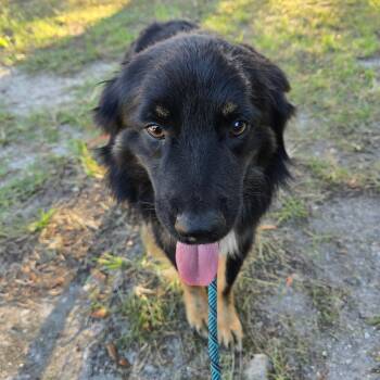 Phoenix -  Australian Shepherd Dog for Adoption in Williston, Florida - Phoenix | PetCurious