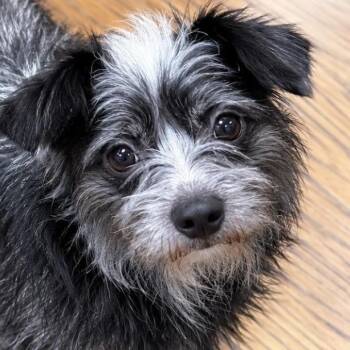 Pepe, tiny love bug looking for his special person -  Mixed Breed and Dachshund Dog for Adoption in Houston, Texas - Pepe, Tiny Love Bug Looking For His Special Person | PetCurious