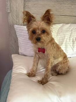 26Hollie -  Yorkshire Terrier and Maltese Dog for Adoption in Shingle Springs, California - 26Hollie | PetCurious