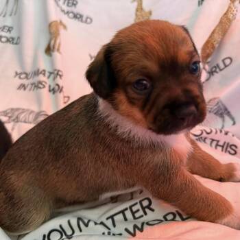 Terrier Dogs Available for Adoption in Eureka, California - Poppy | PetCurious