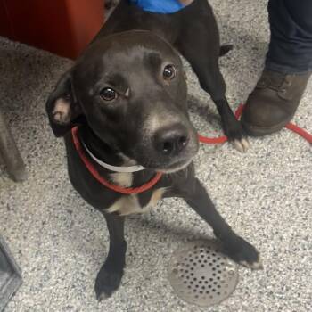 Jackson -  Labrador Retriever and Pit Bull Terrier Dog for Adoption in Birmingham, Alabama - Jackson | PetCurious