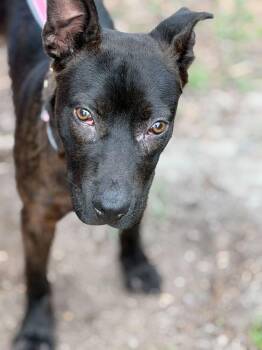 Mixed Breed Dogs Available for Adoption - Brandy | PetCurious