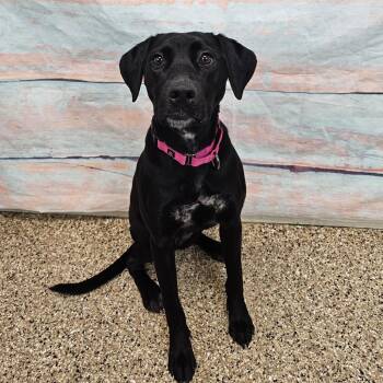 Black Labrador Retriever Dogs Available for Adoption in Cheyenne, Wyoming - Lilac | PetCurious