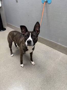 DAISY -  Pit Bull Terrier and Mixed Breed Dog for Adoption in Las Vegas, Nevada - DAISY | PetCurious