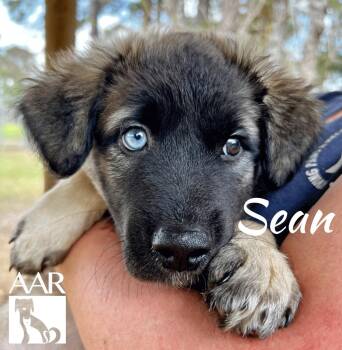 Dutch Shepherd and Mixed Breed Dogs Available for Adoption - Sean | PetCurious