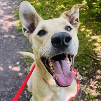 Rex -  Mixed Breed Dog for Adoption in Walker, Michigan - Rex | PetCurious