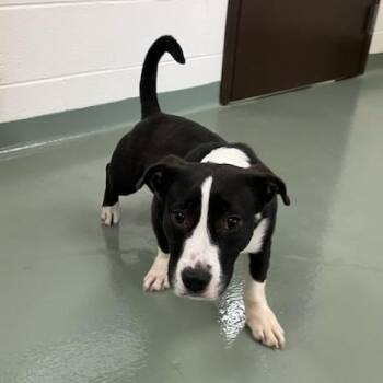 P Diddy -  Dachshund and Mixed Breed Dog for Adoption in Lyndhurst, Virginia - P Diddy | PetCurious