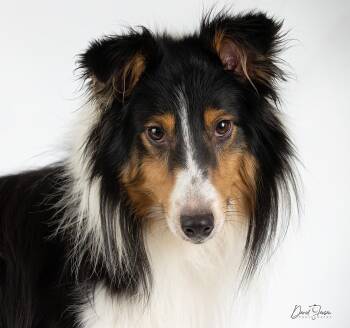 Shetland Sheepdog Sheltie Dogs Available for Adoption - Pogo | PetCurious