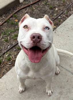 Pit Bull Terrier Dogs Available for Adoption in Little Elm, Texas - Dreamy | PetCurious