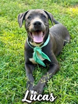 Lucas -  American Bully and Mixed Breed Dog for Adoption in Zimmerman, Minnesota - Lucas | PetCurious