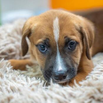Pinocchio -  Boxer and Mixed Breed Dog for Adoption in Gainesville, Georgia - Pinocchio | PetCurious