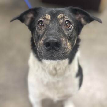 Fig -  Mixed Breed Dog for Adoption in Independence, Kansas - Fig | PetCurious