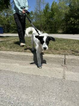 Labrador Retriever and Dalmatian Dogs Available for Adoption in Aurora, Indiana - Queue | PetCurious