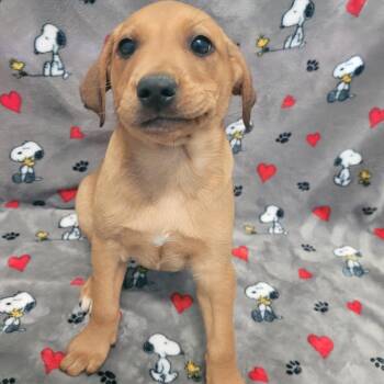 Dachshund and Basset Hound Dogs Available for Adoption in Loxahatchee Groves, Florida - Patrick 8067 | PetCurious