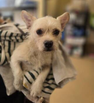 LIGHTNING -  French Bulldog and Poodle Dog for Adoption in Chula Vista, California - LIGHTNING | PetCurious