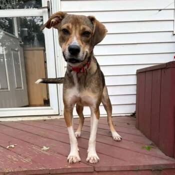 Roscoe -  Mixed Breed Dog for Adoption in East Peoria, Illinois - Roscoe | PetCurious