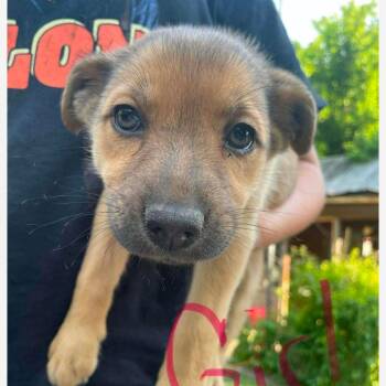 Mixed Breed Dogs Available for Adoption in Huntington, West Virginia - Pawdrey Hepburn | PetCurious