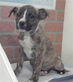 Labrador Retriever and Mixed Breed Dogs Available for Adoption - LITZY | PetCurious