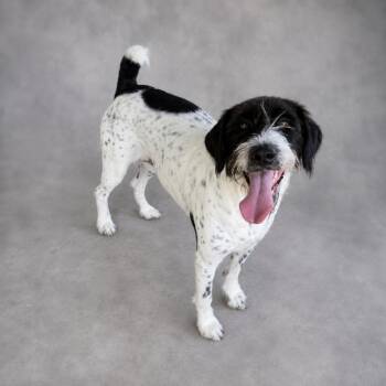 Trix -  Wirehaired Pointing Griffon Dog for Adoption in Hardeeville, South Carolina - Trix | PetCurious