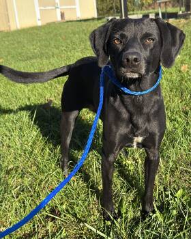 Rescue Mixed Breed Dogs for Adoption in Kearneysville, West Virginia - Flit | PetCurious