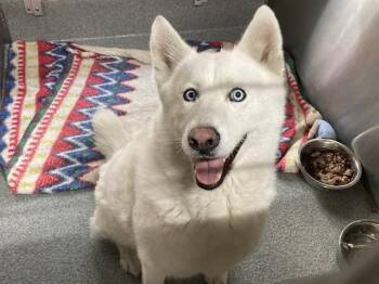 Siberian Husky Dogs Available for Adoption - LUNA | PetCurious
