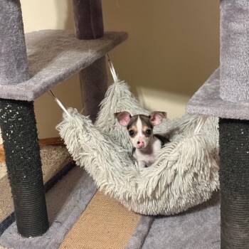 Catalina -  Mixed Breed Dog for Adoption in Dekalb, Illinois - Catalina | PetCurious