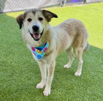 Jenny -  Great Pyrenees and Mixed Breed Dog for Adoption in Ellijay, Georgia - Jenny | PetCurious