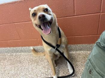 Chihuahua and Mixed Breed Dogs Available for Adoption in Colorado Springs, Colorado - BENJI | PetCurious