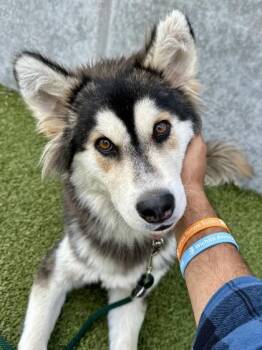 Tokidora -  Mixed Breed Dog for Adoption in Wichita, Kansas - Tokidora | PetCurious