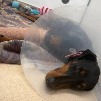 Doberman Pinscher Dogs Available for Adoption - Bobbie | PetCurious