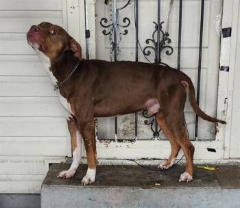 Pit Bull Terrier Dogs Available for Adoption - J.J. | PetCurious