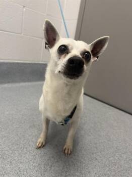 CHICO -  Chihuahua Dog for Adoption in Indianapolis, Indiana - CHICO | PetCurious