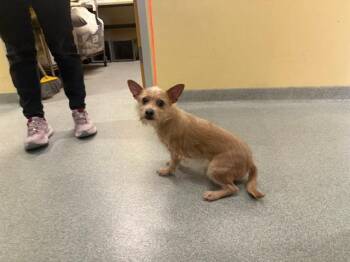 ACHILLES -  Cairn Terrier and Mixed Breed Dog for Adoption in Tustin, California - ACHILLES | PetCurious