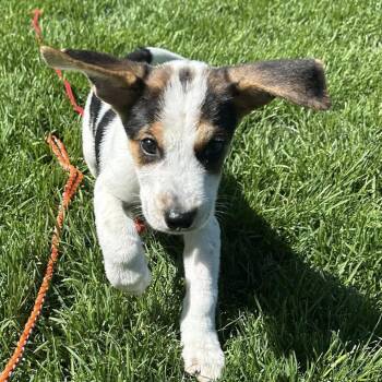 Beagle and Mixed Breed Dogs Available for Adoption in Campton Hills, Illinois - Copper | PetCurious