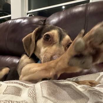 Chewy -  Beagle and Mixed Breed Dog for Adoption in Bentonville, Arkansas - Chewy | PetCurious