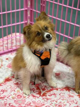 Lolly -  Pomeranian Dog for Adoption in Garland, Texas - Lolly | PetCurious