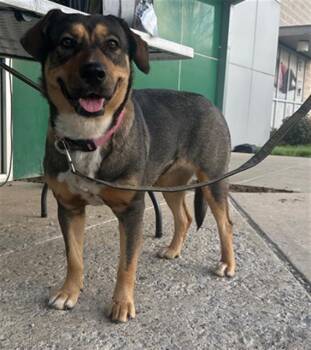 Mixed Breed Dogs Available for Adoption - MOCHA | PetCurious