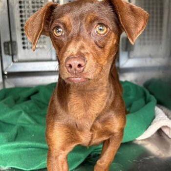 Dachshund Dogs Available for Adoption - Jade | PetCurious
