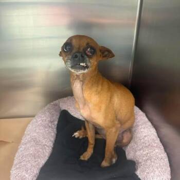 Chihuahua Dogs Available for Adoption in Bastrop, Texas - Snooky 26-05-188 | PetCurious