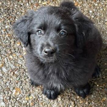 Spaniel Dogs Available for Adoption in Scottsburg, Indiana - Sable | PetCurious
