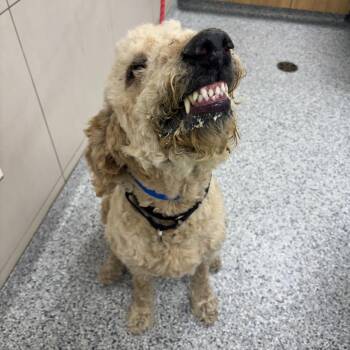 Archie -  Golden Retriever and Poodle Dog for Adoption in Chicago, Illinois - Archie | PetCurious