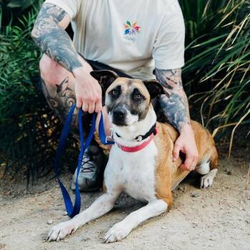 Belgian Shepherd Malinois and Pit Bull Terrier Dogs Available for Adoption - SKY - Courtesy Post | PetCurious