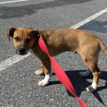 Mixed Breed Dogs Available for Adoption - Dock | PetCurious