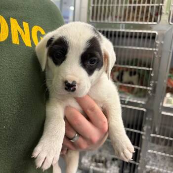 Tripp -  Terrier Dog for Adoption in Montgomery, Alabama - Tripp | PetCurious