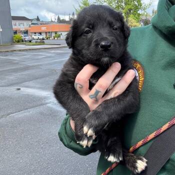 Border Collie and Chocolate Labrador Retriever Dogs Available for Adoption in Oakville, Washington - Dottie | PetCurious