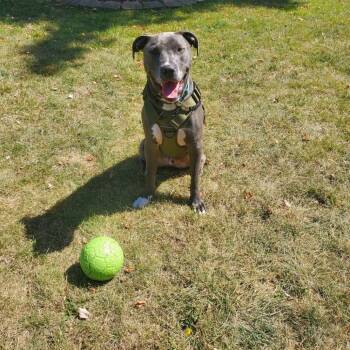 Rescue Pit Bull Terrier Dogs for Adoption in Northville, Michigan - Miggy | PetCurious